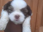 Shitzhu Puppies