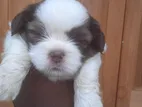 Shitzhu Puppies