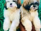 Shitzu Puppies