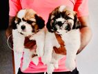 Shitzu Puppies