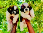 Shitzu Puppies
