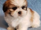 Shitzu Puppies