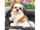 Shih Tzu Puppy