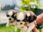 Shih Tzu Puppies