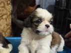 Shitzu Puppies