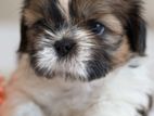 Shitzu Puppies