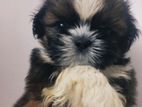 Shitzu Puppies