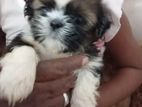 Shitzu Puppies