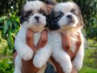 Shitzu Puppies