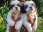 Shitzu Puppies