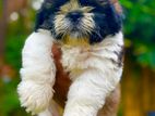 Shitzu Puppies