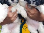 Shih Tzu Puppies