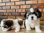 Shitzu Puppies