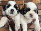 Shitzu Puppies