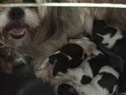 Shitzu Puppies