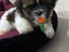 Shitzu Puppies