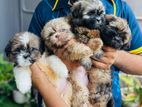 Shitzu Puppies