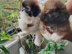 Shitzu Puppies