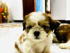 Shihtzu Puppies