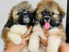 Shih Tzu Puppies