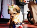 Shitzu Puppies