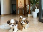 Shih Tzu Puppies