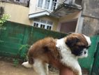 Shih Tzu Puppies