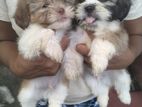 Shitzu Puppies