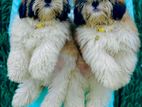 Shitzu puppies