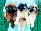 Shitzu puppies
