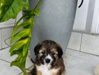 Shitzu Puppies