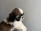 Shitzu Puppies
