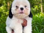 Shih Tzu Puppies