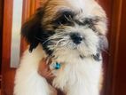 Shitzu puppies