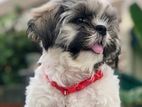 Shitzu Puppies