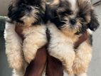 Shitzu puppies