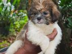 Shitzu Puppies