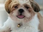 Shitzu Puppies
