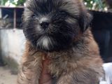 Shih Tzu Puppies