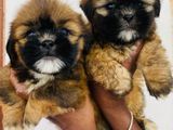 Shih Tzu Puppies