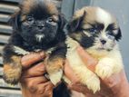 Shitzu Puppies