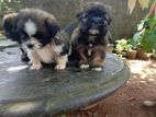 Shitzu Puppies