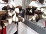 Shitzu Puppies