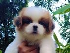 Shitzu Puppies for Sale