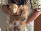 Shih Tzu Puppies