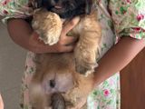 Shih Tzu Puppies