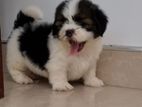 Shih Tzu Puppies