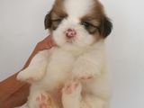 Shih Tzu Puppies