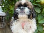 Shitzu Puppies