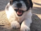 Shih Tzu Puppies